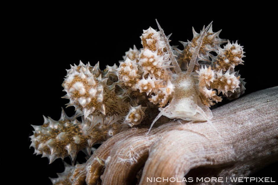 Solar Powered Nudibranch *Phylodesmium koehleri*