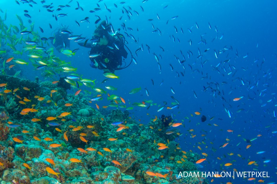 A dive guide from Mike Ball Dive Expeditions swims through an incredible school of fish at Steve's Bommie, Ribbon Reef number 3, Great Barrier Reef.