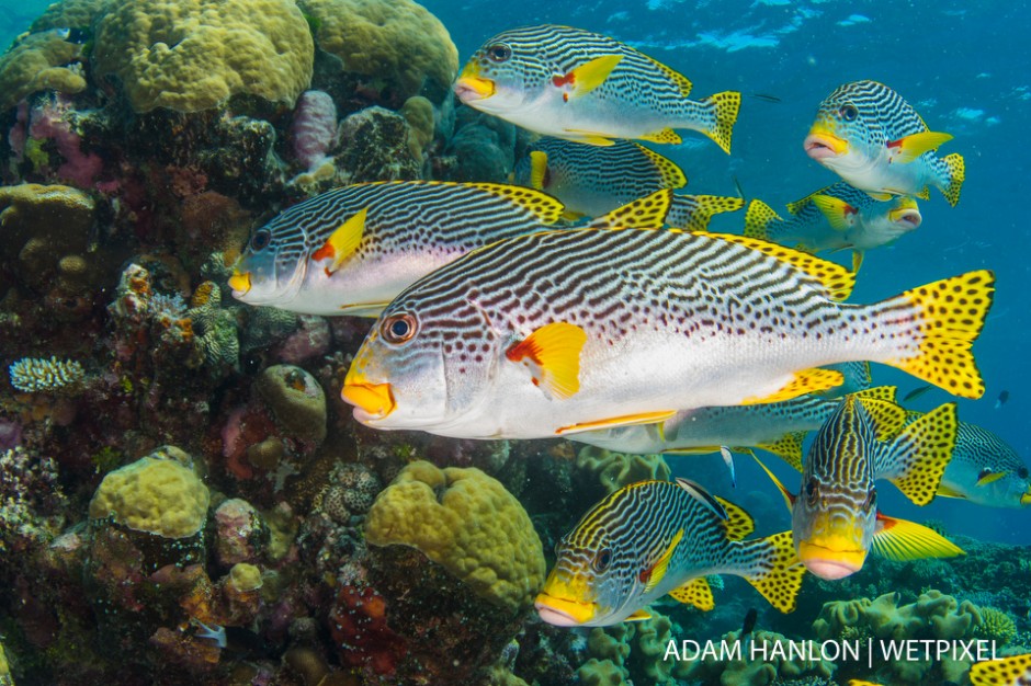 A small school of Diagonal-banded sweetlips (*Plectorhinchus lineatus*) at  Clam Beds, Ribbon Reef number 4, Great Barrier Reef.