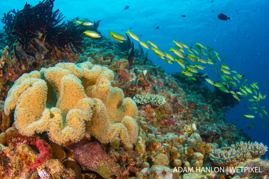 A yellow leather coral (*Sarcophyton elegans*)  surrounded by schools of fish on the reef at Steve's Bommie, Ribbon Reef number 3, Great Barrier Reef.