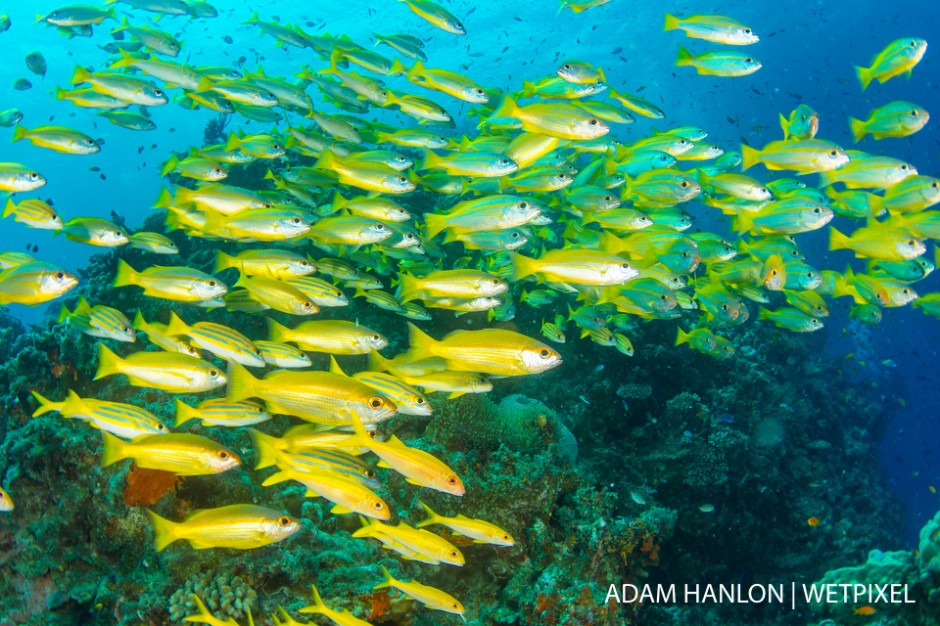 A massive school of bluestripe snapper (*Lutjanus kasmira*) swirls around the reef at Steve's Bommie, Ribbon Reef number 3, Great Barrier Reef.