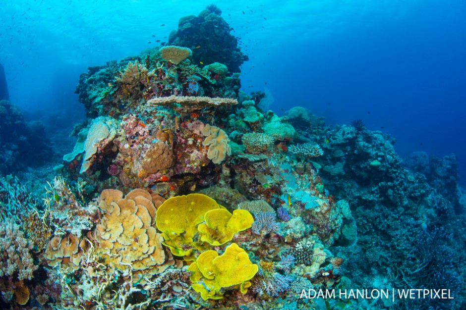 Amazing healthy hard and soft corals at the Coral Kingdom, Ribbon Reefs, Great Barrier Reef