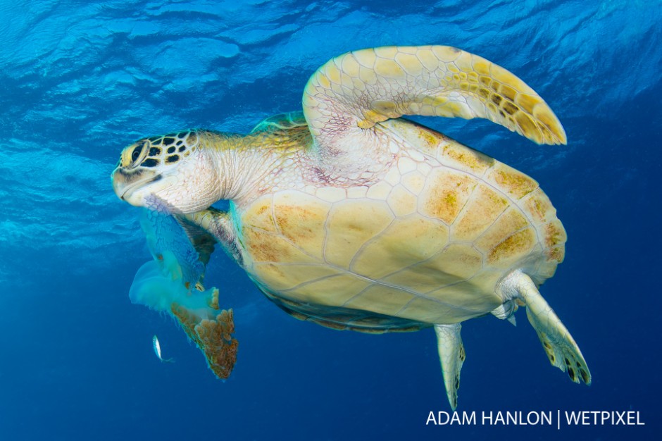 A green turtle (*Chelonia mydas*) feats on its favorite food-a jellyfish in the water column above Steve's Bommie, Ribbon Reef number 3, Great Barrier Reef.