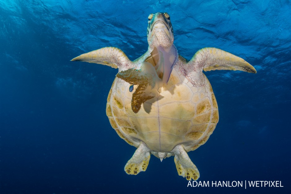 A green turtle (*Chelonia mydas*) feats on its favorite food-a jellyfish in the water column aboveSteve's Bommie, Ribbon Reef number 3, Great Barrier Reef.