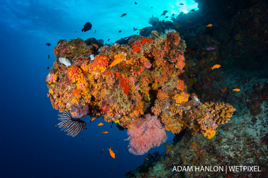 Cup corals (*Tubastraea sp*.), sea fans (*Alcyonacea sp*.) and other soft corals on this overhang at Steve's Bommie, Ribbon Reef number 3, Great Barrier Reef.