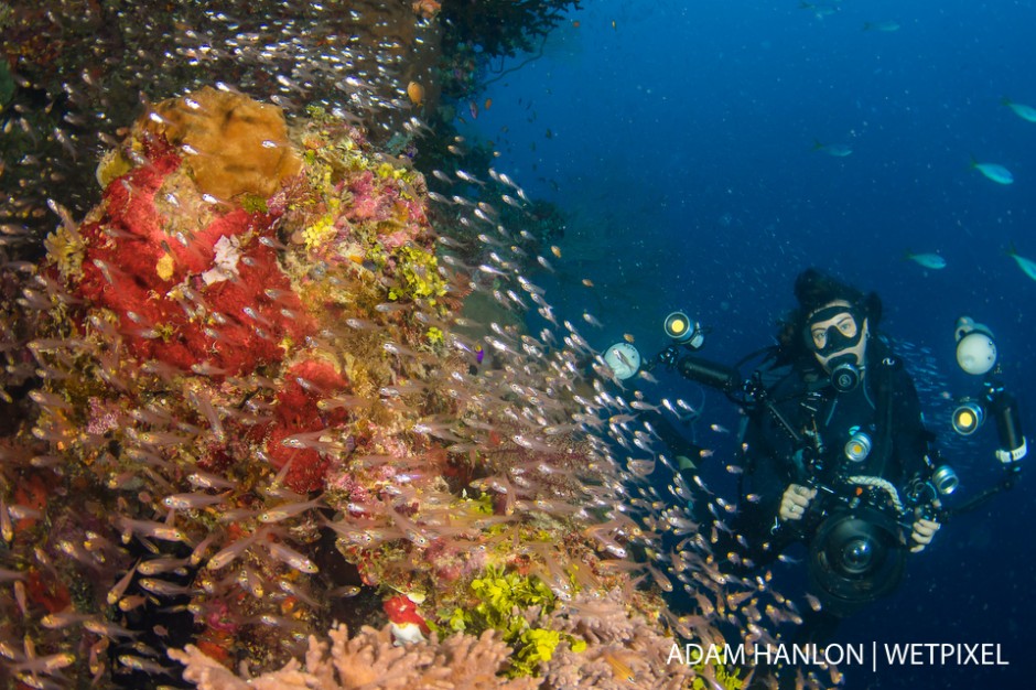 Mike Ball video pro Jemma Craig poses in a school of glass fish on Cracker Jack Reef, Great Barrier Reef