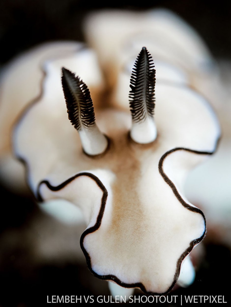 Neil Rosewarn, Lembeh Indonesia, Nudibranchs