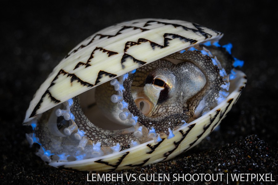 Nick More, Lembeh Indonesia, Fish and Invertebrates