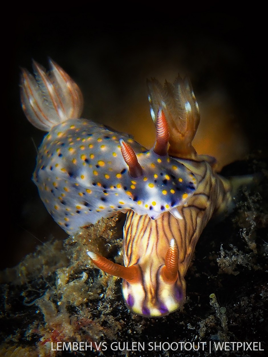 Liz Wagstrom, Lembeh Indonesia, Nudibranchs