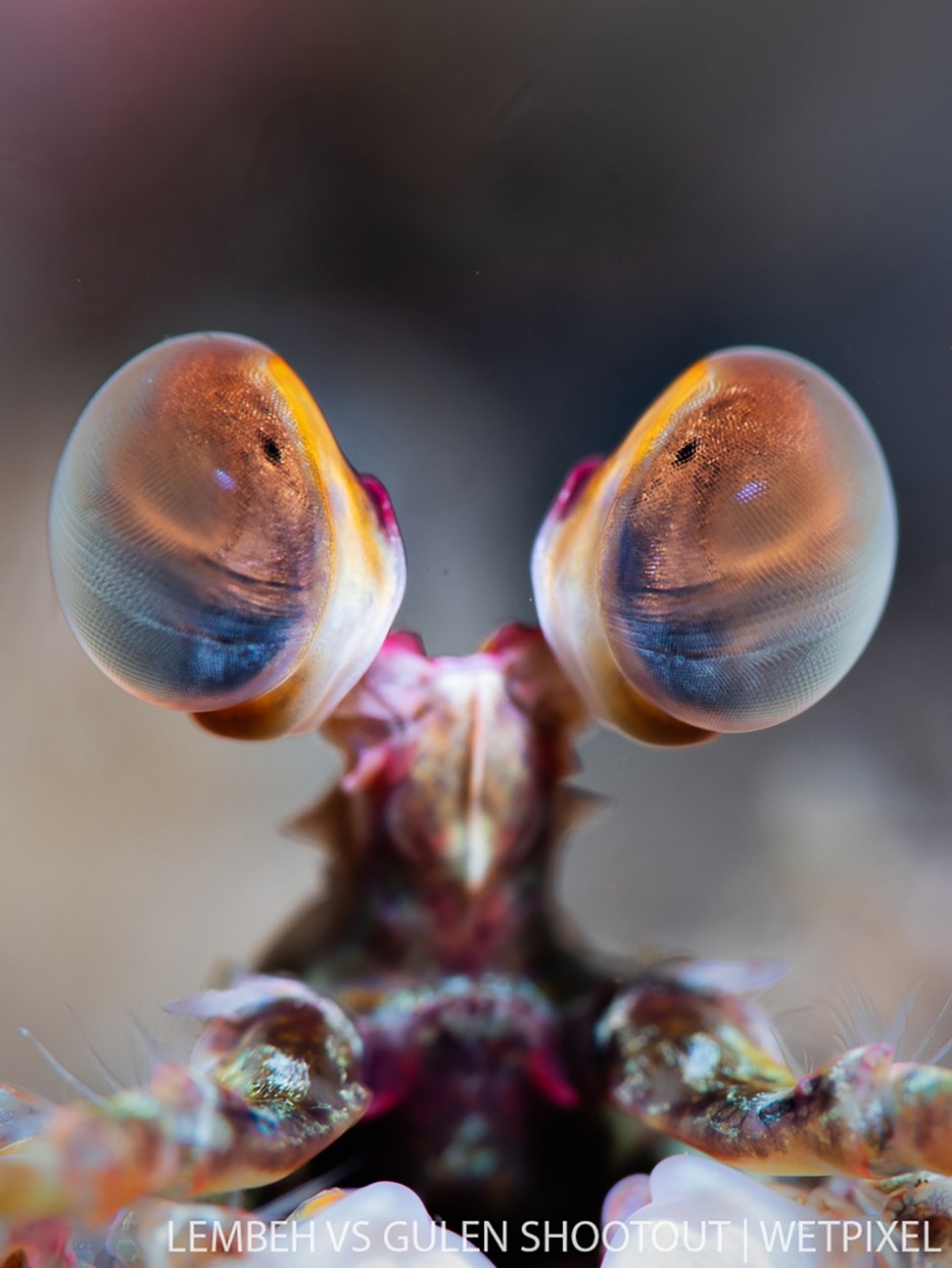 Marteyne van Wel, Lembeh Indonesia, Fish and Invertebrates