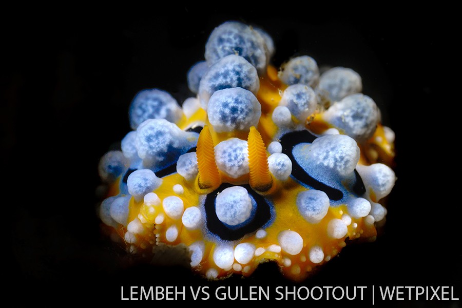 Kellda Ceneno, Lembeh Indonesia, Nudibranchs