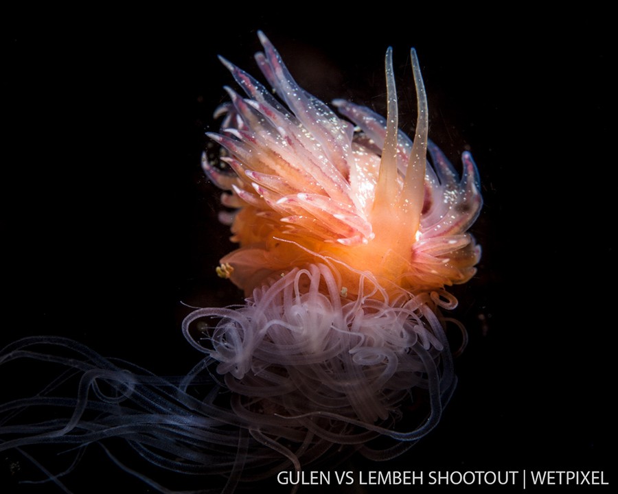 Dag Leslie Hansen, Gulen Norway, Nudibranchs