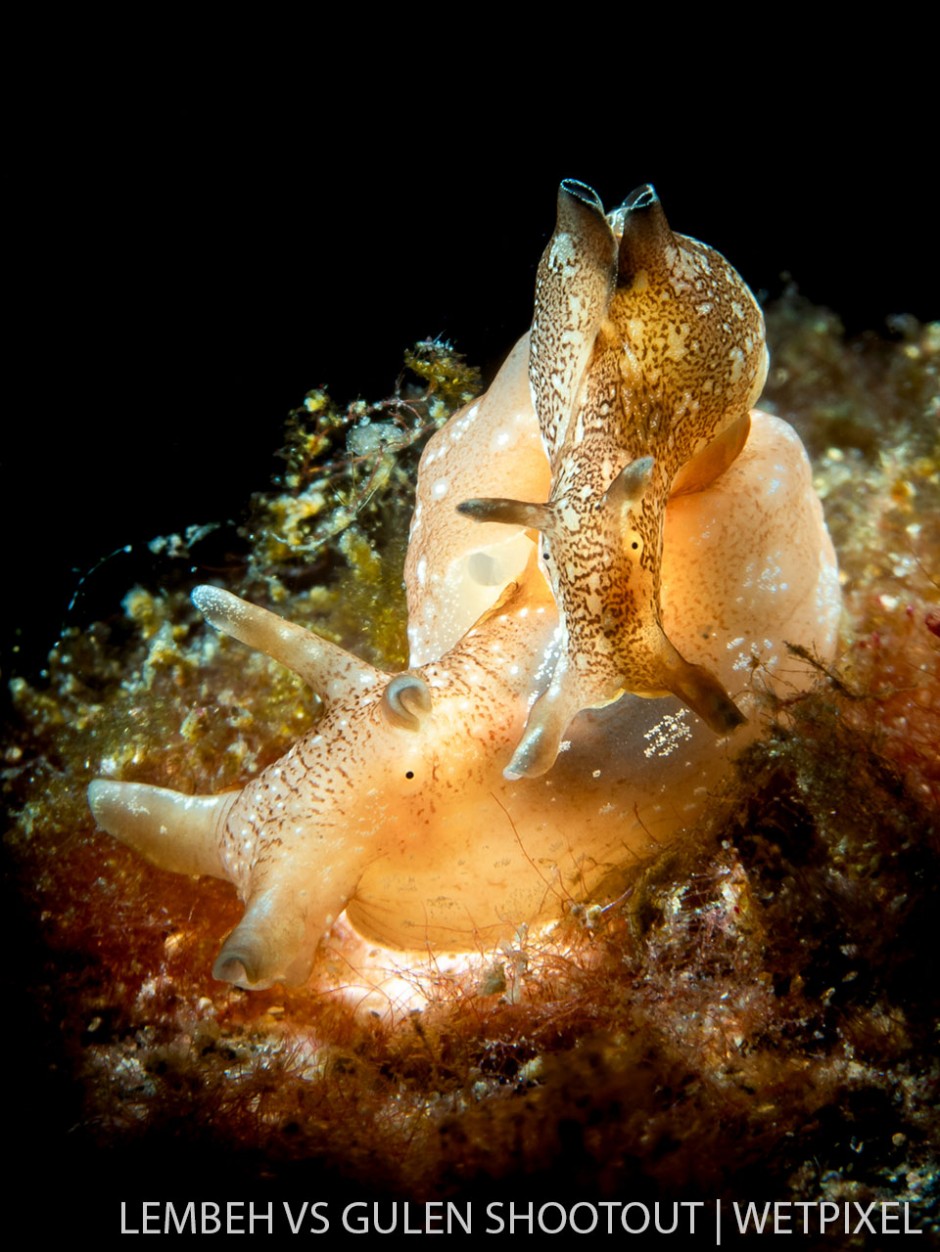 Galice Hoarau, Gulen Norway, Nudibranchs