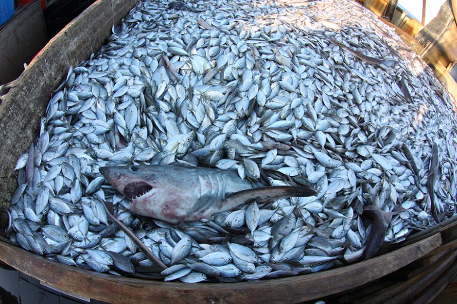 Anything that encounters the net is captured, from the tiniest butterfish to this IUCN Red Listed porbeagle shark