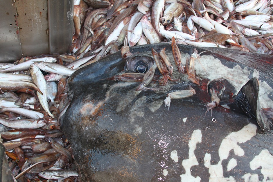 This mola mola, one of the oceans gentle giants, lies dead as by catch