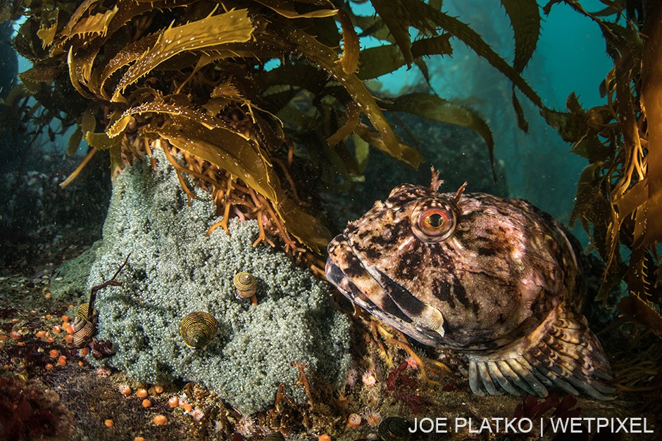 An adult cabezon (*Scorpaenichthys marmoratus*) closely guarding its eggs.