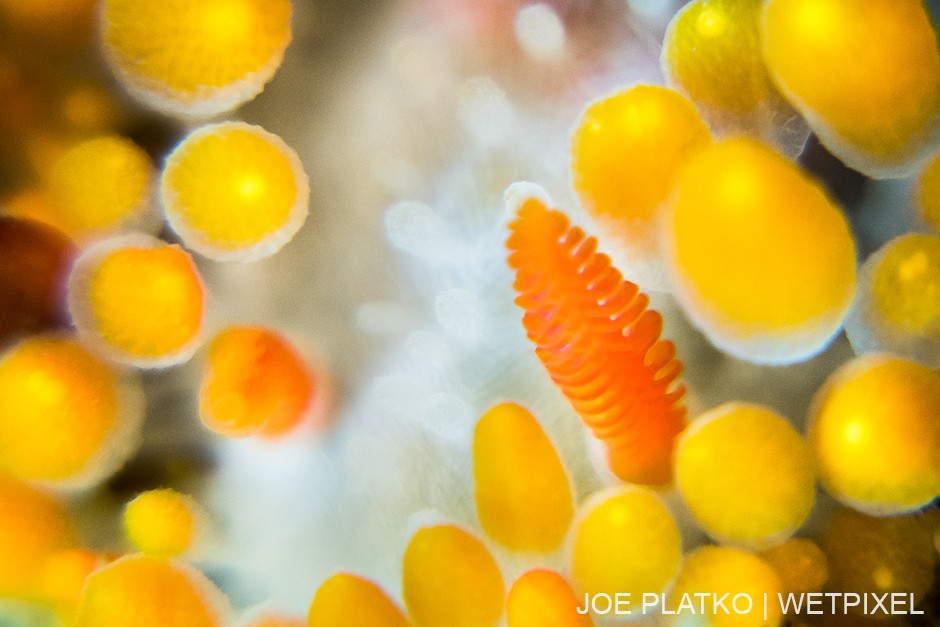 Abstract shot of a cockerell nudibranch's (*Limacia cockerelli*) rhinophore and cerata.