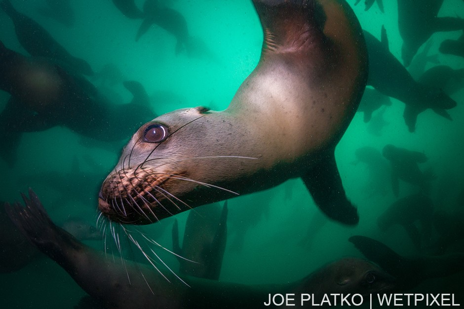 Late spring and early summer is the best time of year to play with the California sea lions (*Zalophus californianus*) here, as they're more curious when they're young.