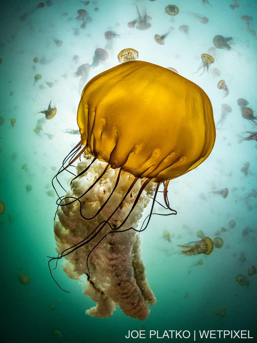 Large smacks of Pacific Sea Nettles (*Chrysaora fuscescens*) have been hanging around the Monterey Bay for the past year and occasionally get blown in to the Breakwater.