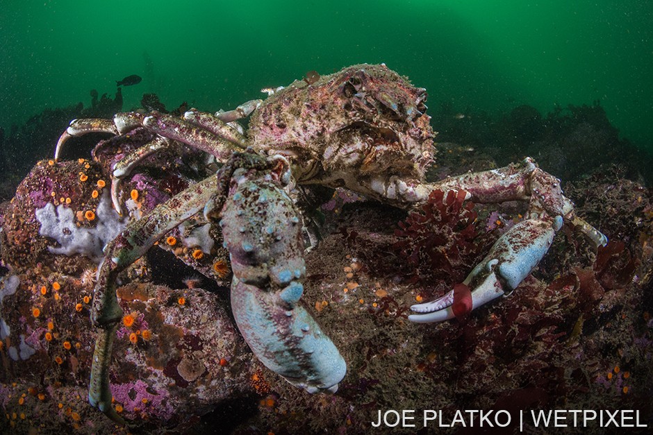 This pair of sheep crabs ( *Loxorhynchus grandis*) were getting ready to mate, shown due to linking their rear legs.