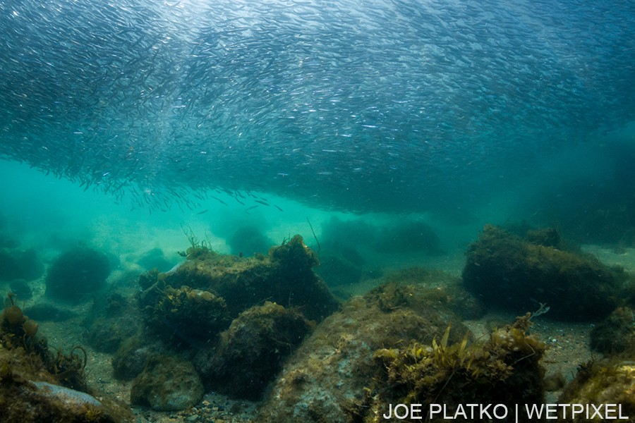 Three years ago anchovies came in en masse. the abundance of food caused a massive feeding frenzy with seals, sea lions, pelicans, and even whales taking part.