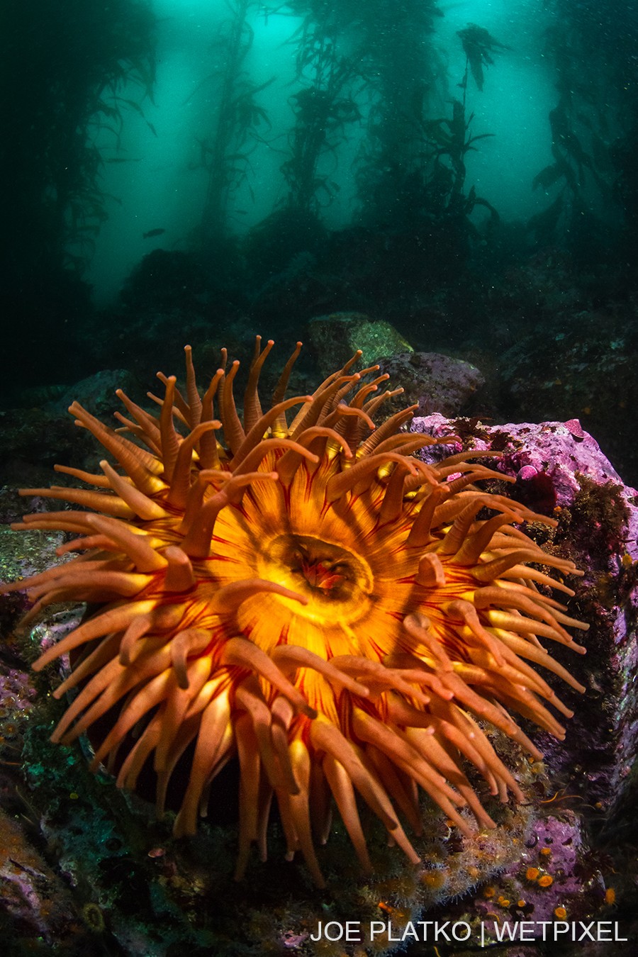 Coral reefs aren't the only place to see vibrant invertebrates, as this fish eating anemone (*Urticina piscivora*) shows.