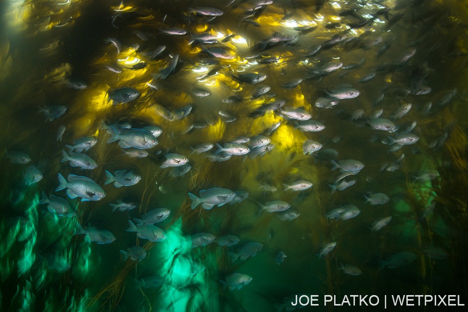 Normally found in warmer waters like the Channel Islands, Blacksmith (*Chromis punctipinnis*) populations have recently grown much larger at the Breakwater.