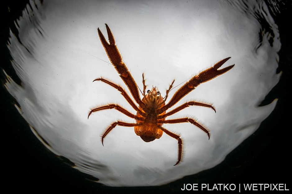 Pelagic tuna crabs (*Pleuroncodes planipes*) invaded the Breakwater a couple years ago, riding in on the warm El Nino waters.