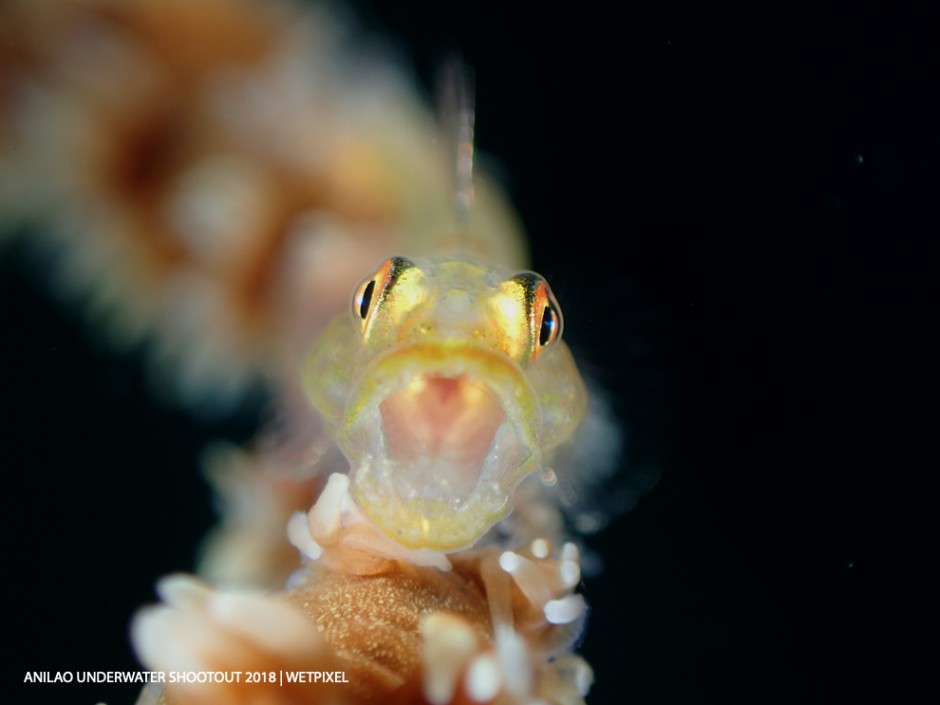 Category: Compact (Fish Portraits)
Winner: Regie Casia