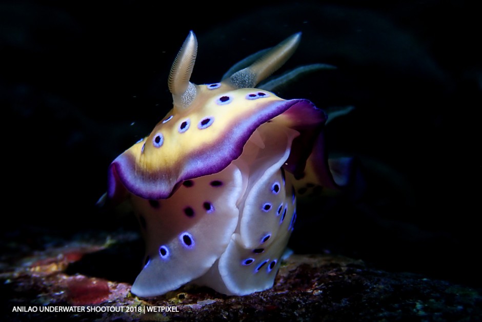 Category: Compact (Nudibranch)
Winner: Marc Stephen De Leon