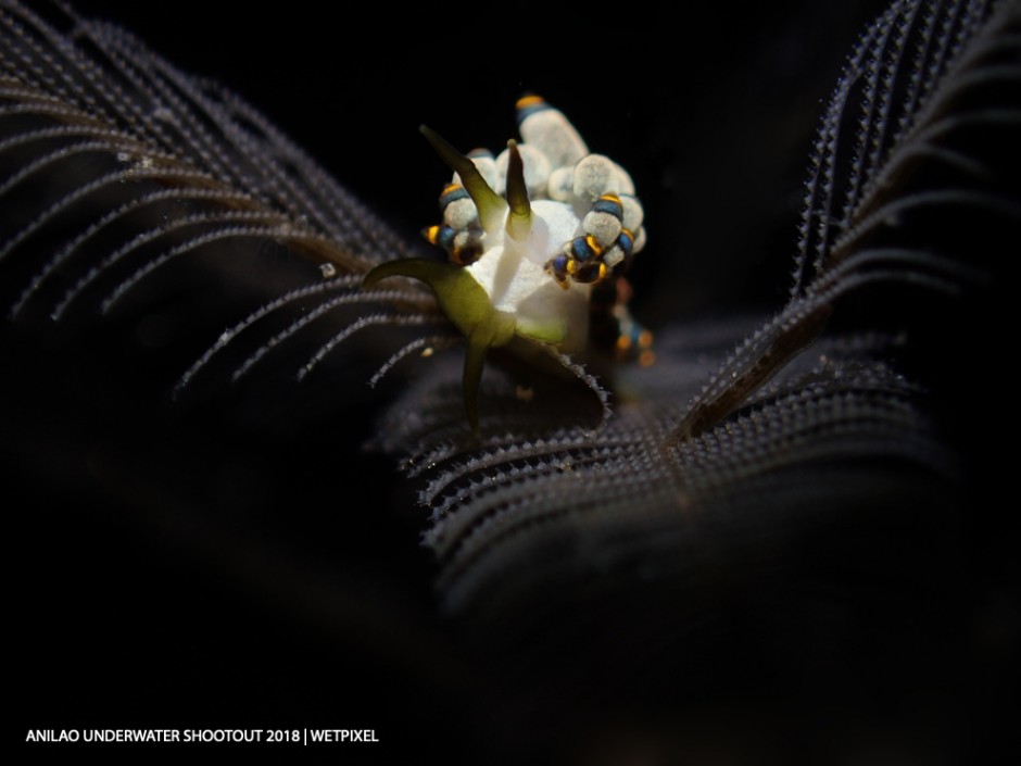 Category: Compact (Nudibranch)
Second: Lin Haojie