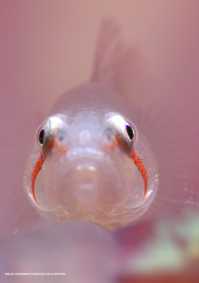 Category: Open (Fish Portrait)
Second:  PJ Aristorenas