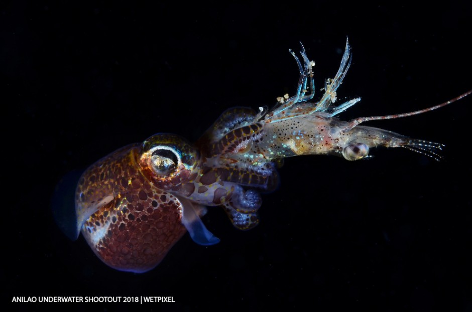 Category: Open (Marine Behavior)
Winner and DOT Photographer of the Year: Dennis Corpuz