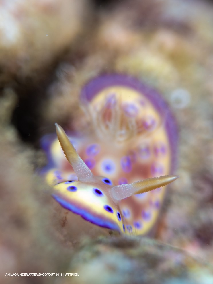 Category: Open (Nudibranch)
Winner: Bebot Esteban