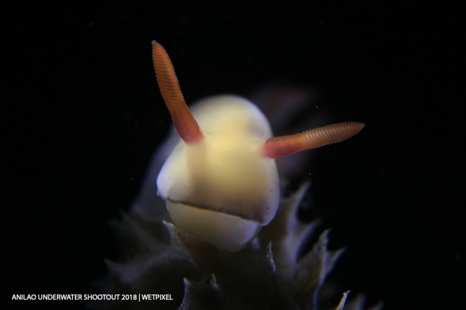 Category: Open (Nudibranch)
Second Kam Moon Lai