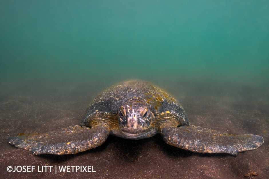  found this Galapagos green turtle while snorkelling at Punta Vicente Roca. The visibility was poor due to the sandy bottom and the green algae in the cold water.