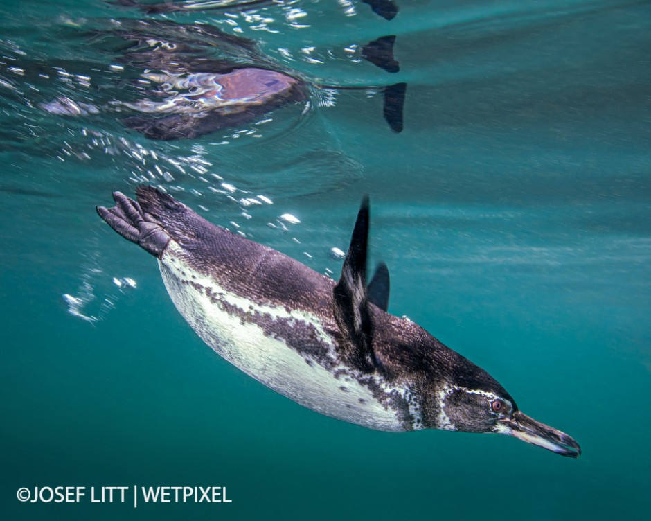 Penguins are unbelievably fast swimmers. I got lucky to capture one to dive just in front of me.