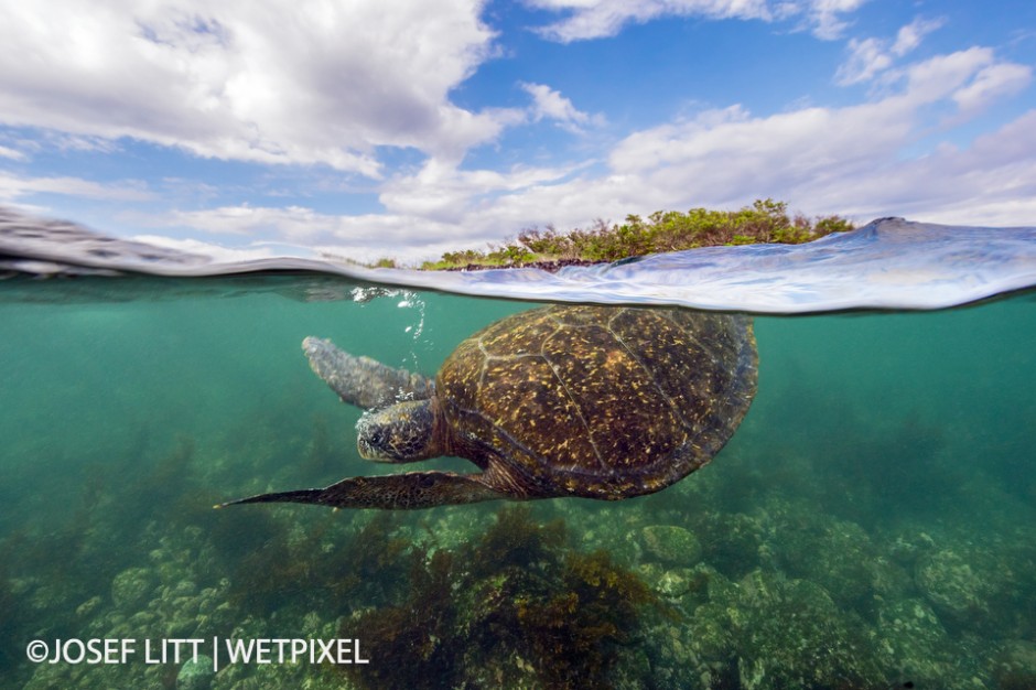 This little cove was home to at least eight turtles. For years I wanted to take a split image of a turtle breathing on the surface. This one was better in the end.