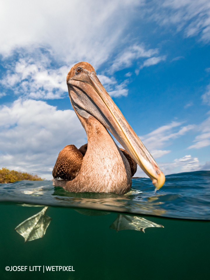 This bird followed me for some time, very interested in what I do snorkeling around with that big black box.