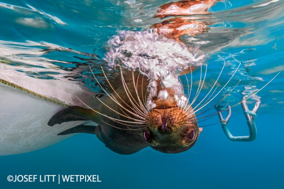 Playful juvenile Galápagos sea lion imitating a scuba diver blowing bubbles at Punta Cormorant, Floreana, Galápagos