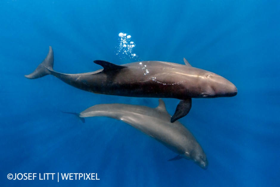 We tried to quietly slide into the water from the zodiac. The pod of false killer whales had some baby whales amongst themselves. The males came closer to us showing their size, standing upright in the water and blowing bubbles.