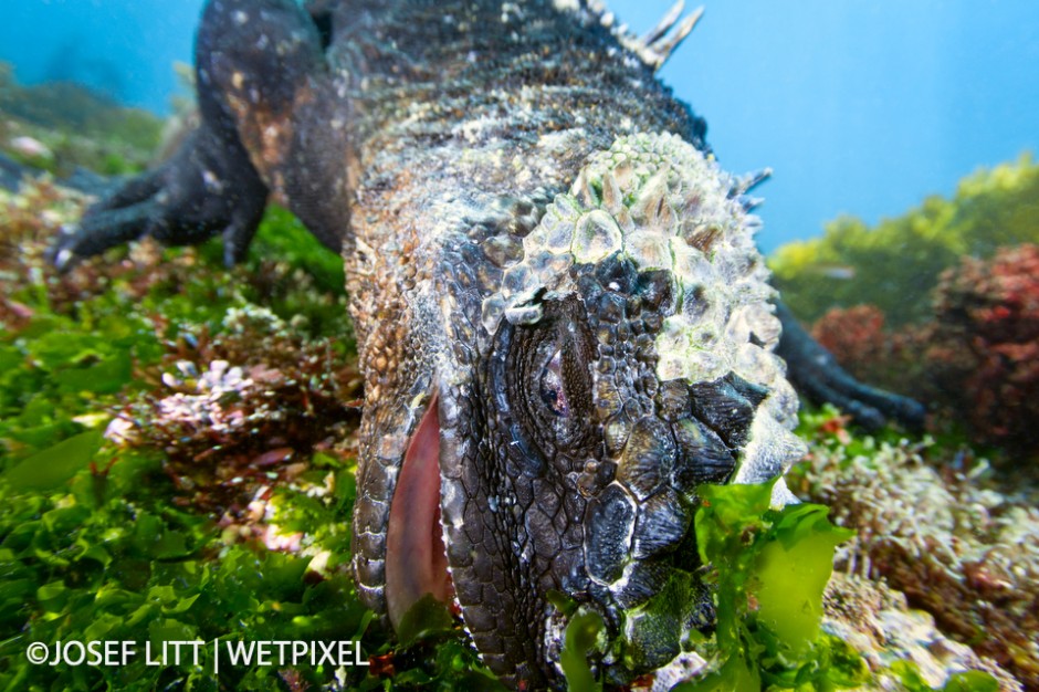 The advice we received from our guides was straightforward. Wait for the iguana to dive and to start feeding. Do not use flash until it settles on the rock and starts grazing.