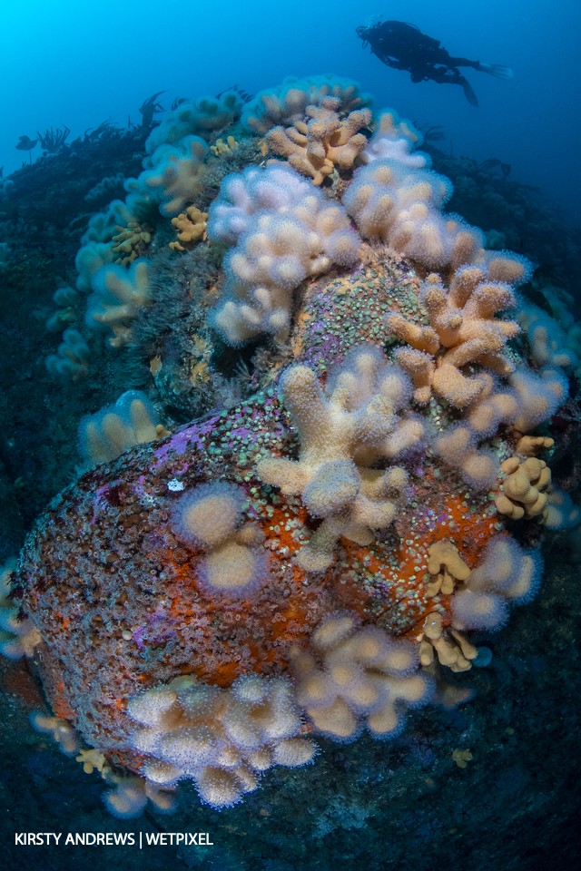 Offshore reef - offshore islands to the far North of Scotland offer some of the best visibility in the UK as well as stunning displays of colour and life on rocky walls and caves.