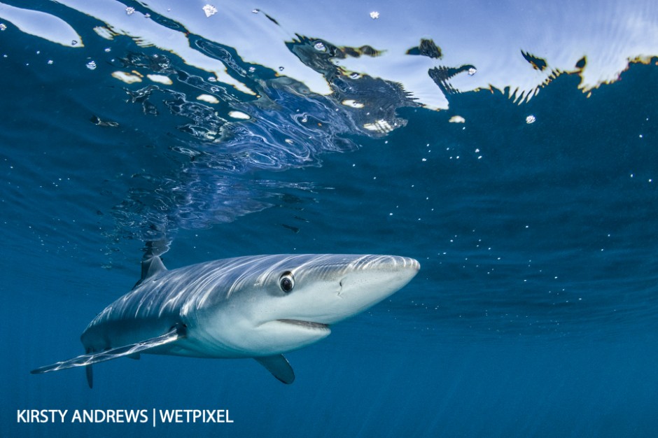 Cornish blue - with the aid of chum, blue sharks can reliably be seen off the South coast between June and October with excellent offshore visibility. 