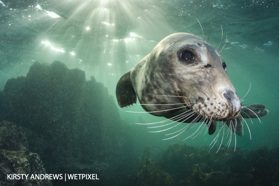 Farne Islands seal - over 2,000 grey seal pups were born on the Farne Islands in Northumberland in 2017.  They are playful, photogenic and a real draw for photographers.