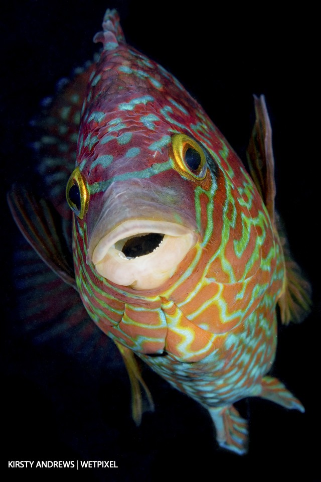 Colourful corkwing - this colourful male corkwing wrasse wouldn’t look out of place in tropical waters but is a common sight in shallow waters all around the UK.
