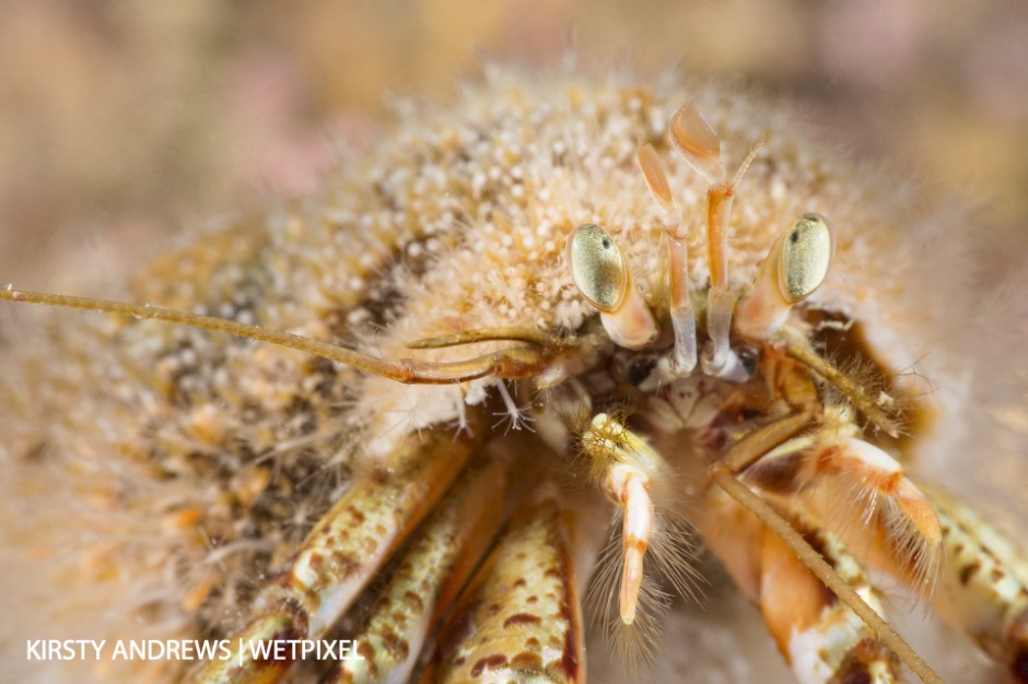 Hermit crab on maerl - pinkish maerl bed habitats attract many photogenic creatures and can be used as an opportunity for high-key images.