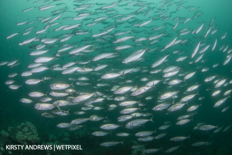 Mackerel shoal - it’s a pleasure to dive with a large fish shoal, wherever you happen to be diving