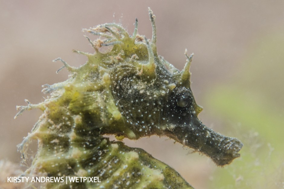 Seahorse - in the UK seahorses are protected species.  This image was taken without artificial light and corrected with post-processing.
