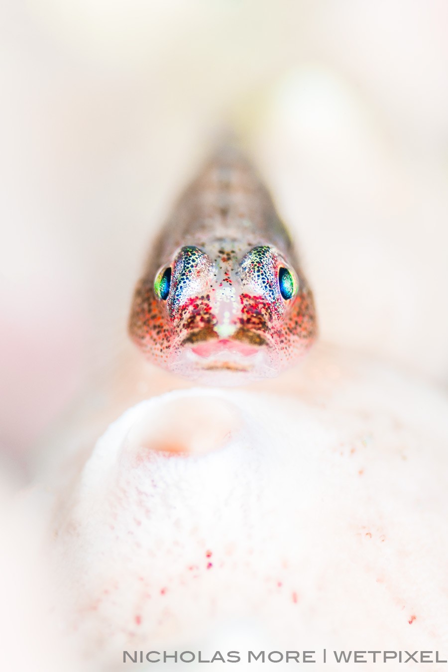 Nicholas More (Anilao) Goby on Sponge